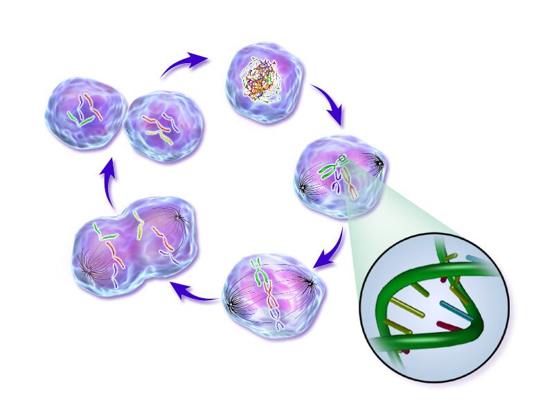 Normal_Cell_Life_Cycle
