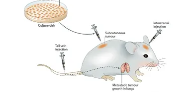 Diagram of rodent cancer model