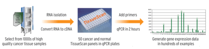 TissueScan Cancer and Normal Tissue cDNA Array workflow