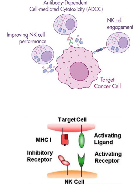 NK cancer cells 3