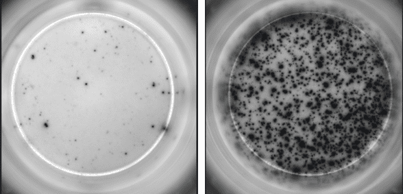 IFN-gamma from unstimulated PBMC (left) and IFN-gamma from Anti-CD3 stimulated PBMC (right)